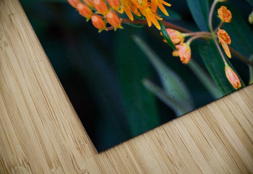 Bee on Butterfly Weeds Adel B Korkor puzzle