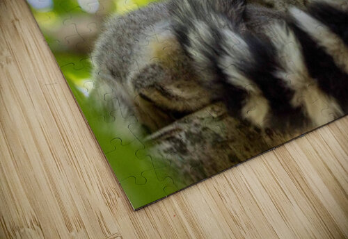 Ring-tailed Lemur Adel B Korkor puzzle