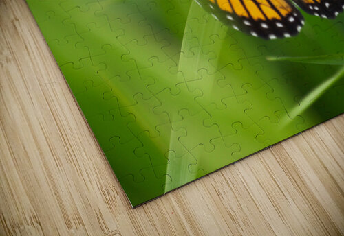 Monarch Butterfly Adel B Korkor puzzle