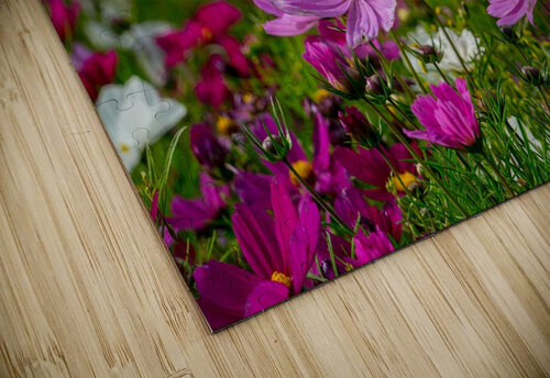 Pink Coreopsis at the Botanical Gardens Adel B Korkor puzzle