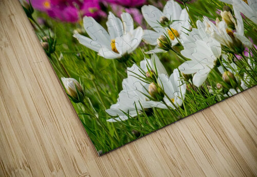 White Coreopsis at the Botanical Gardens Adel B Korkor puzzle