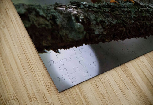 Madagascan Pygmy Kingfisher Adel B Korkor puzzle