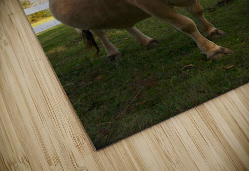 Lorina Adel B Korkor puzzle