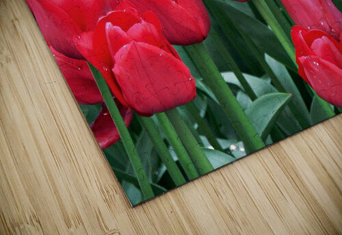Red Tulips Adel B Korkor puzzle