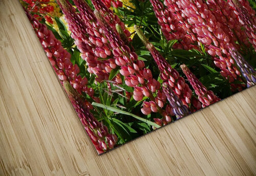 Colorful Lupines Adel B Korkor puzzle