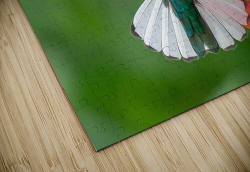 Handsome White-Necked Jacobin Adel B Korkor puzzle