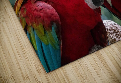 Macaws Adel B Korkor puzzle