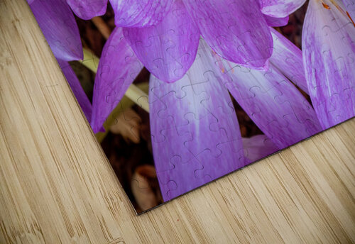 Purple Crocus Flowers Adel B Korkor puzzle