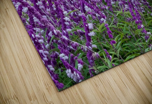 Skullcap Flowers Adel B Korkor puzzle