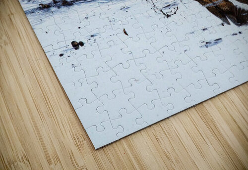 Blue-Winged Teal Adel B Korkor puzzle