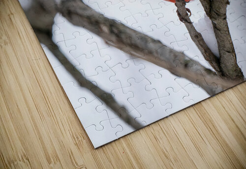 Northern Cardinal Adel B Korkor puzzle