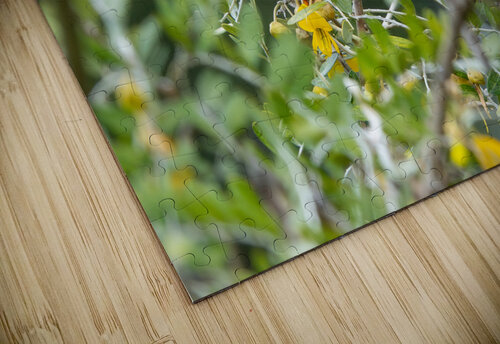 Hawaiian Honeycreeper Adel B Korkor puzzle