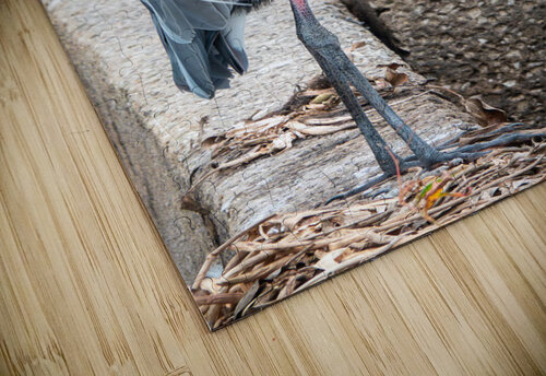 Great Blue Heron Adel B Korkor puzzle