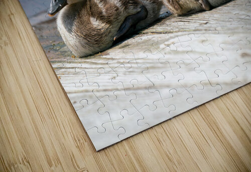 Mallard Ducklings Adel B Korkor puzzle