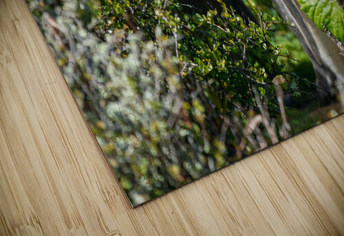 Yellow-eyed Penguin Adel B Korkor puzzle