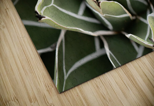 Agave Victoria-reginae Plant Adel B Korkor puzzle