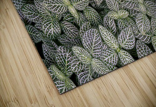 Nerve Plant Adel B Korkor puzzle