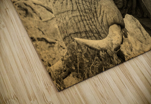 African Bush Elephant Adel B Korkor puzzle