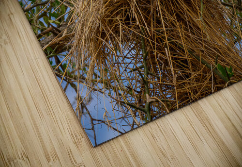 Rufous-tailed Weaver Adel B Korkor puzzle