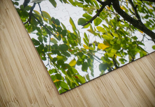 White Terns Adel B Korkor puzzle