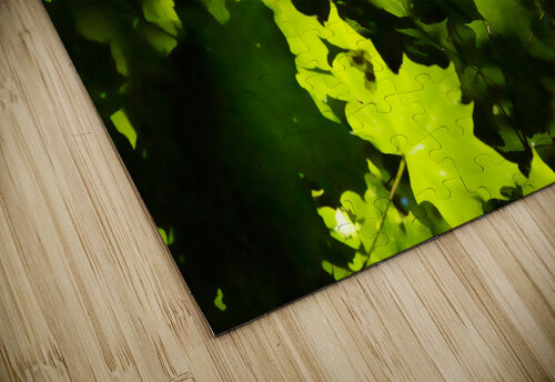 Maple Leaves Adel B Korkor puzzle