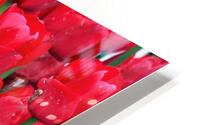 Red Tulips HD Metal print