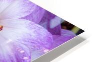 Purple Crocus Flowers HD Metal print