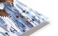Blue-Winged Teal HD Metal print