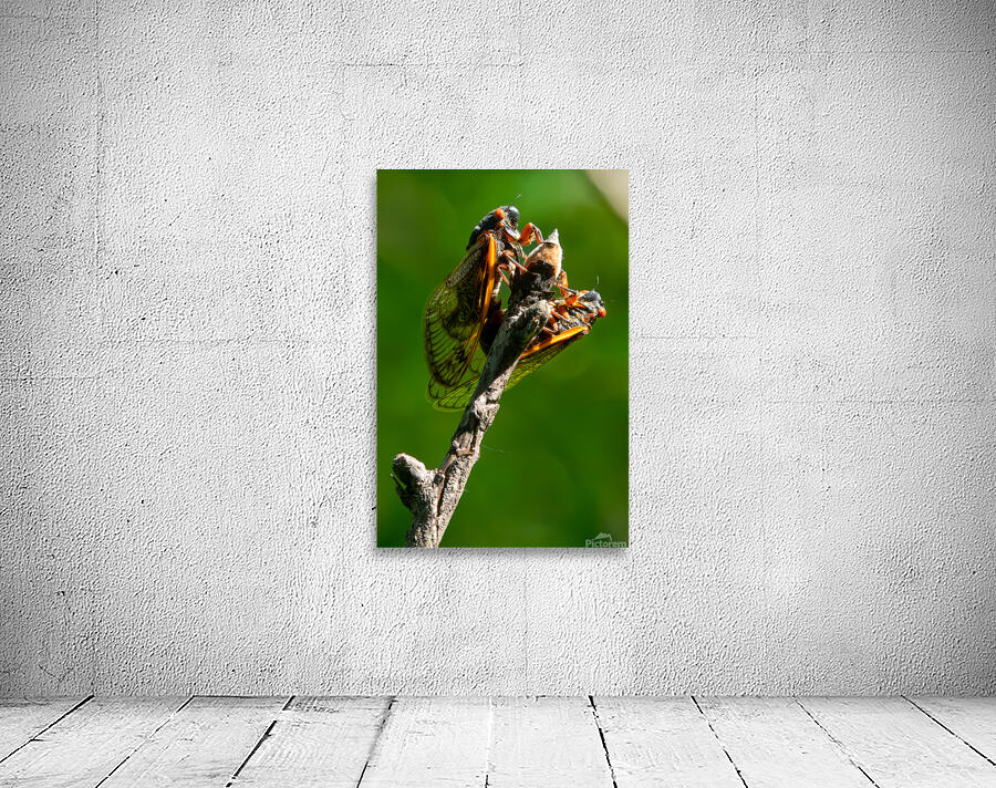 Cicadas by Adel B Korkor