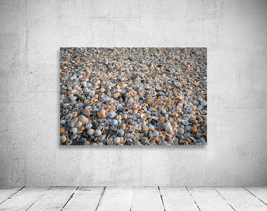 Seashells on the Seashore by Adel B Korkor