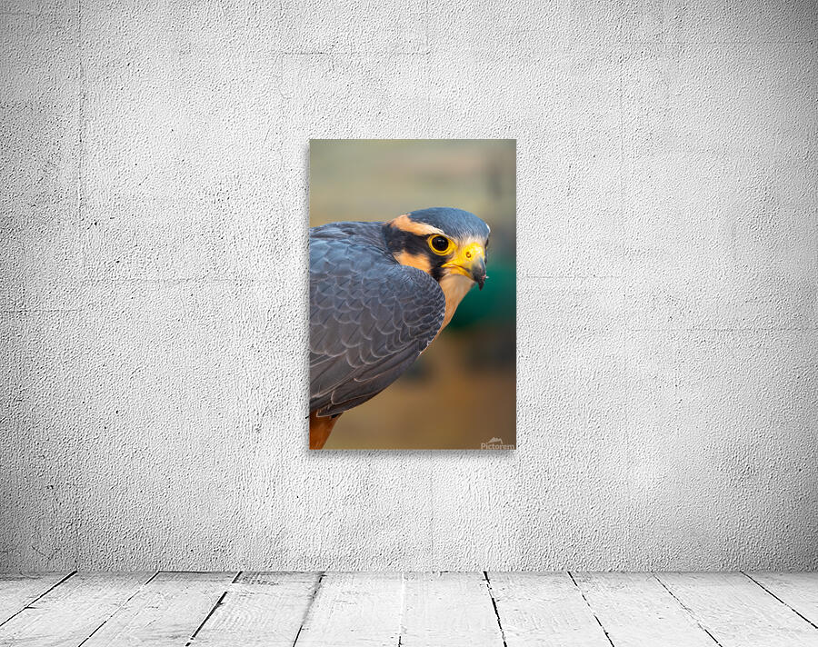 Aplomado Falcon Wall Preview