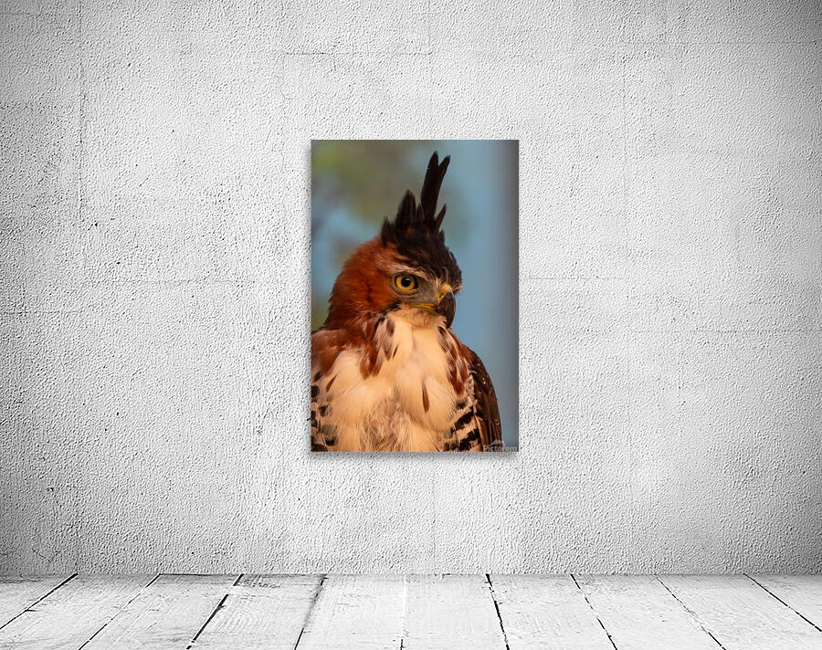 Ornate hawk-eagle Wall Preview