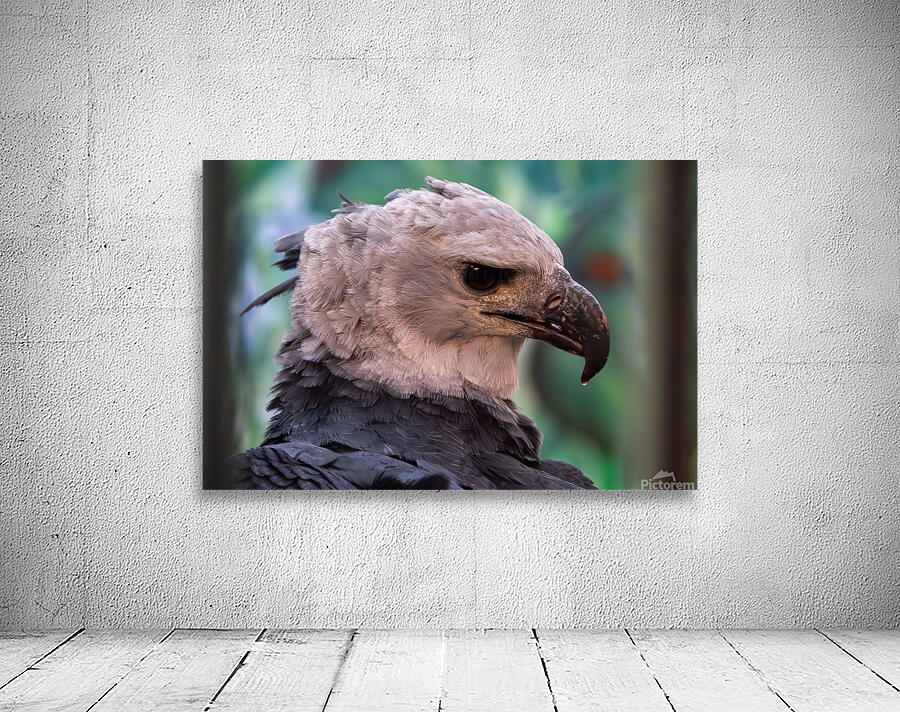 Harpy eagle by Adel B Korkor