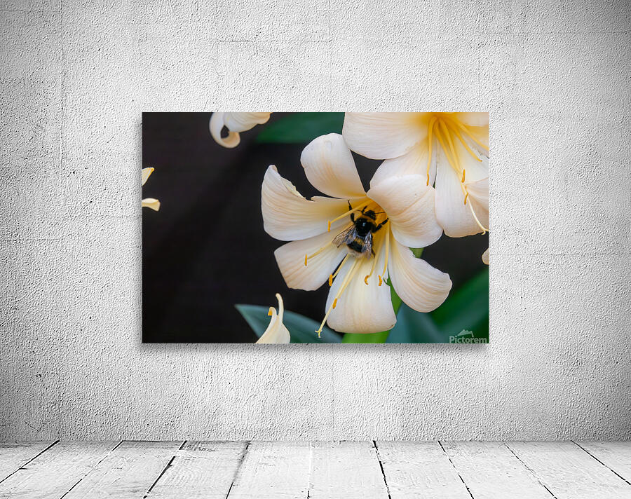 Bumblebee on a Royal lily Wall Preview