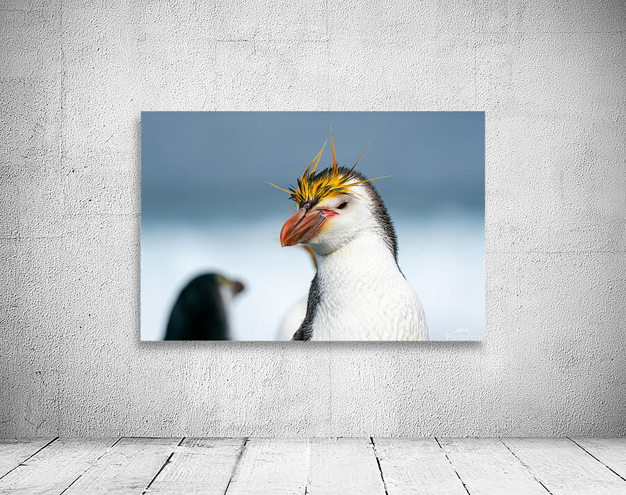 Royal Penguin Wall Preview