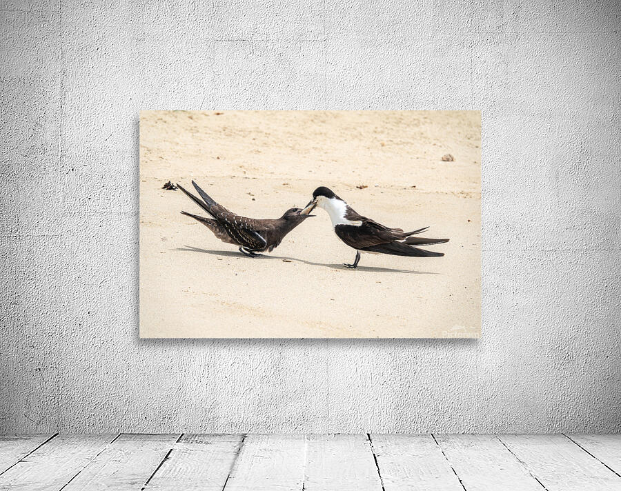 Sooty Tern Couple Wall Preview