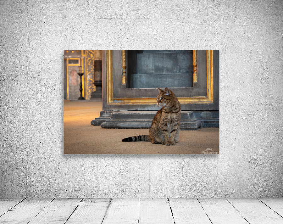 Cat At The Hagia Sophia In Istanbul by Adel B Korkor