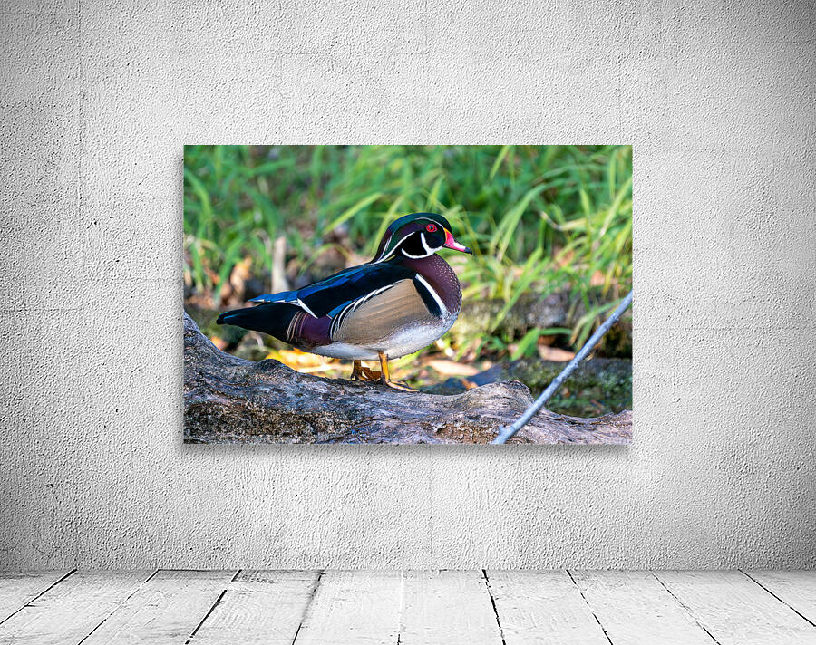 Male Wood Duck by Adel B Korkor