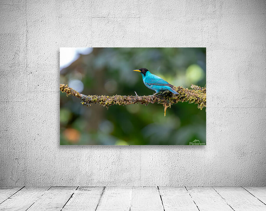 Green Honeycreeper by Adel B Korkor