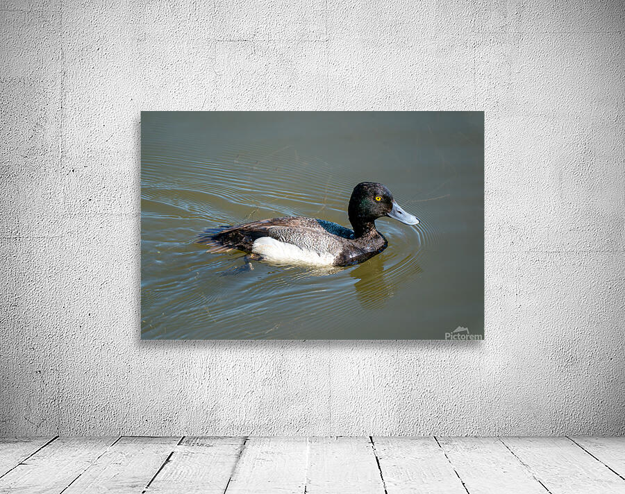 Greater Scaup by Adel B Korkor