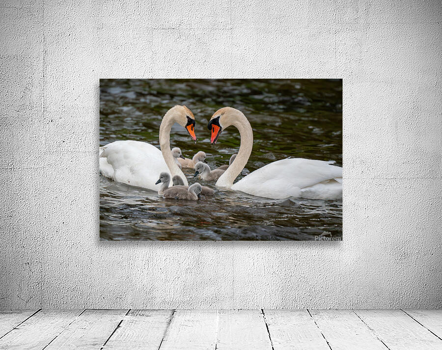 Mute Swans Wall Preview