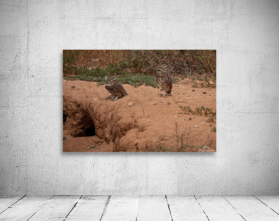 Burrowing Owls by Adel B Korkor