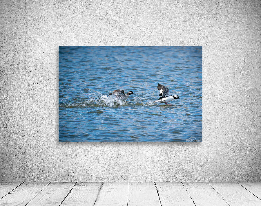 Bufflehead Ducks Wall Preview