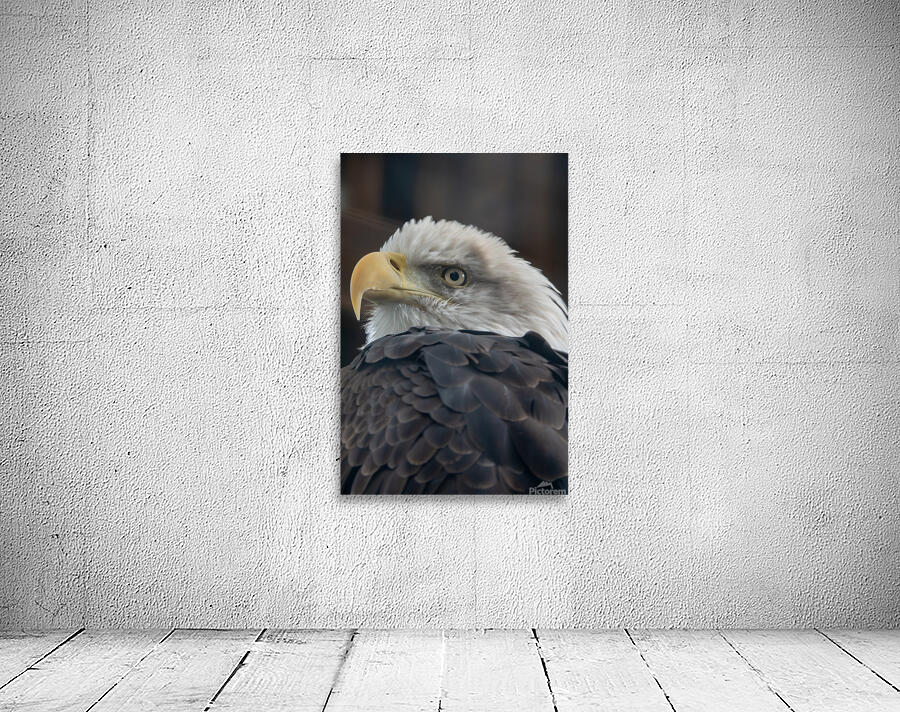 Bald Eagle by Adel B Korkor