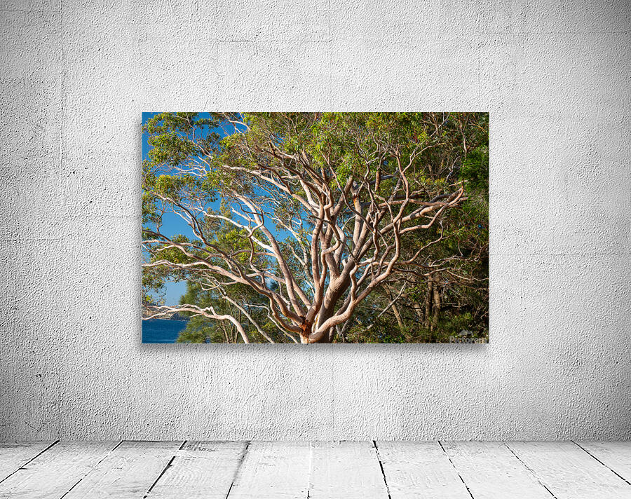Gum Tree by Adel B Korkor