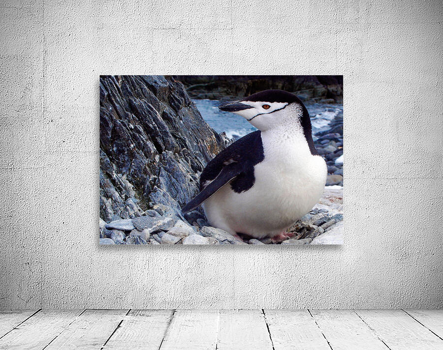 Chinstrap Penguin Wall Preview