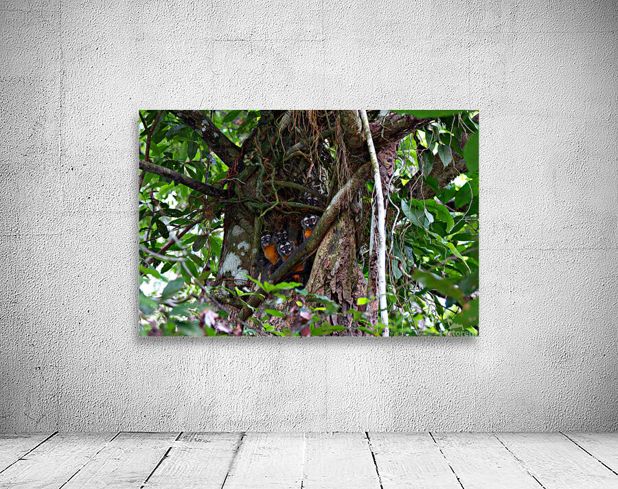 Owl Monkey Family in the Amazon by Adel B Korkor