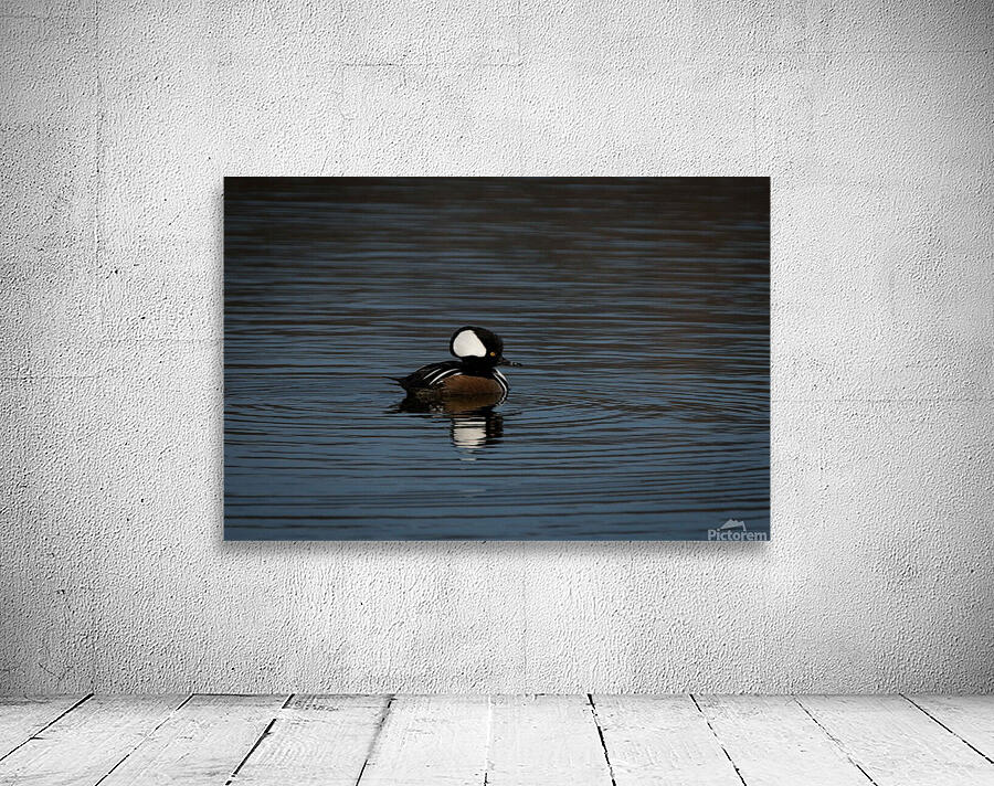Hooded Merganser Wall Preview