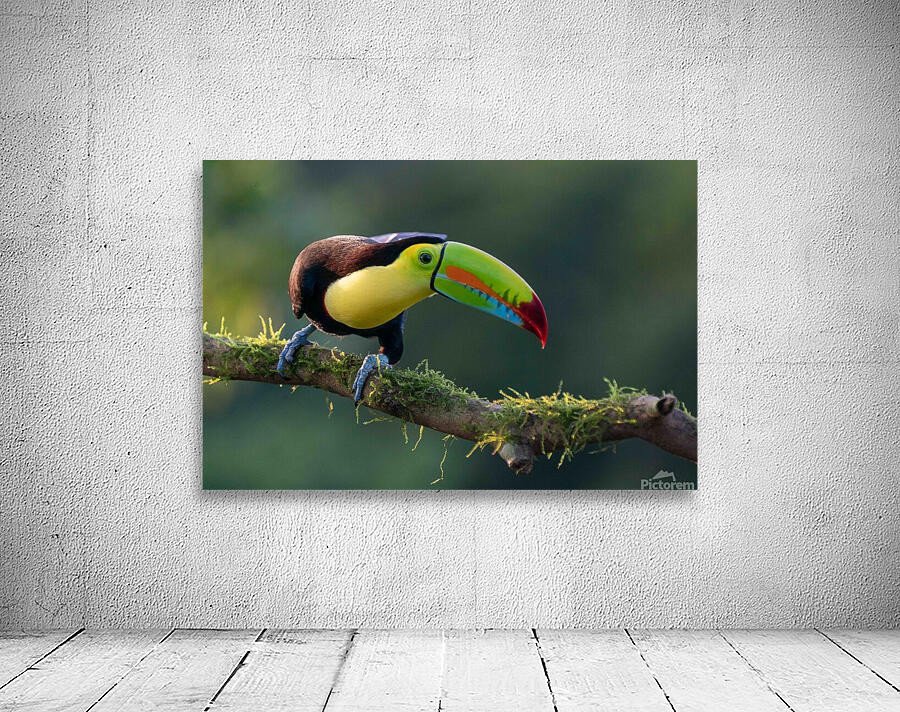 Keel-Billed Toucan Wall Preview