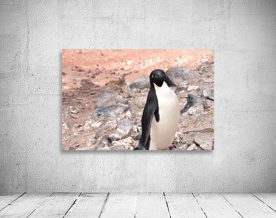 Curious Adelie Penguin by Adel B Korkor